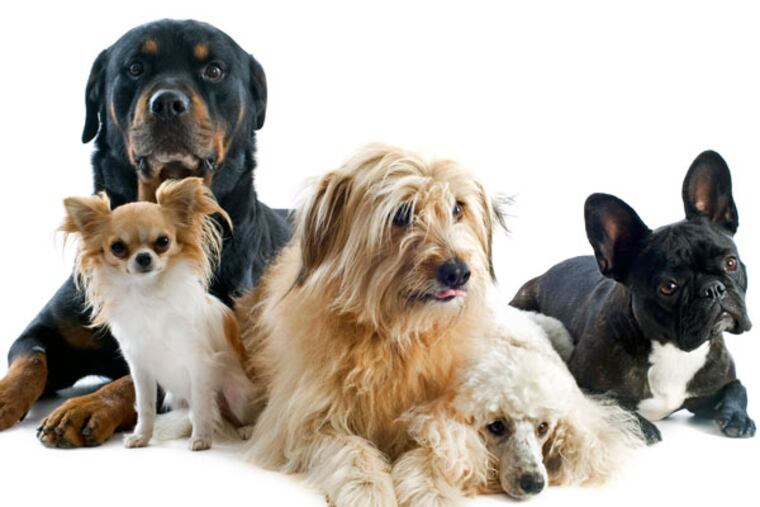 How many dogs are too many dogs? Five. So says one Chester County town, where officials voted Tuesday to continue limiting most of its residents to four dogs. (iStock)