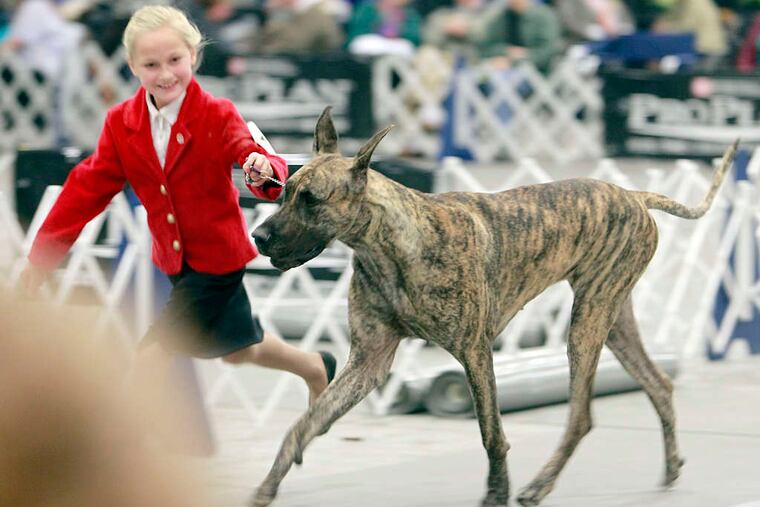 Emma Rogers, 9, of Mansfield, N.J., takes her Great Dane, Miyera, for a run during the junior showmanship competition.