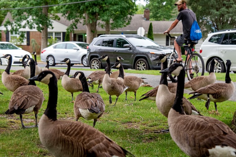 Canada geese in Heritage Park on June 10, 2021, in Absecon, N.J.
