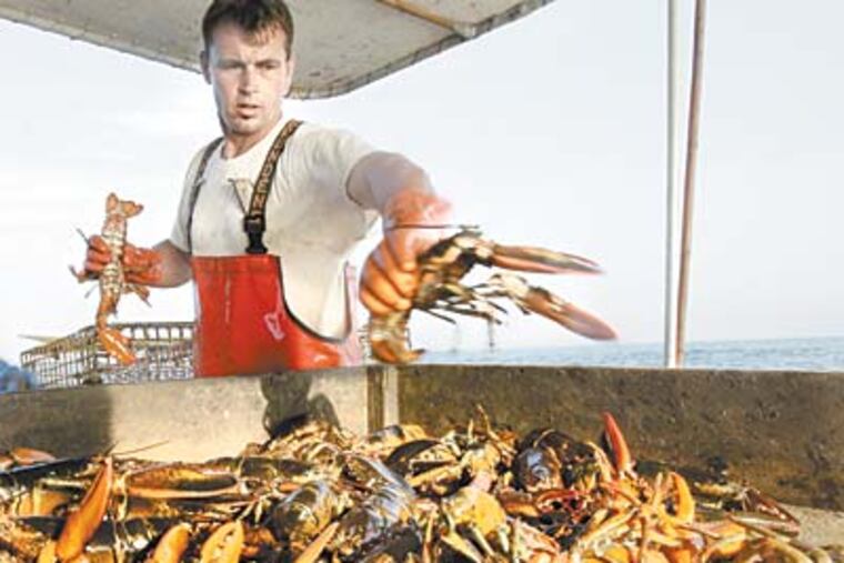 Lobsterman Adam Horvath sorts the catch for size on his father's boat, the Baby Doll, in the Atlantic Ocean off New Jersey. (ELIZABETH ROBERTSON / Staff Photographer)