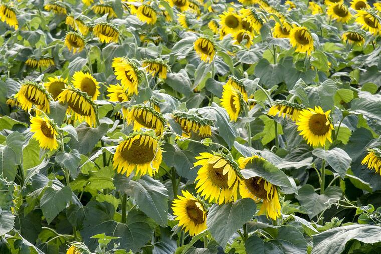 Sunflowers aren't the only yellow roadside attraction…