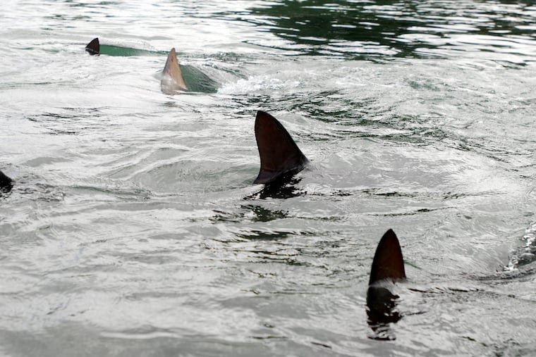 Sand and hammerhead sharks swim in a holding tank at the University of Hawaii's Institute of Marine Biology on Oahu's Coconut Island in 2016. (AP Photo/Caleb Jones, File)