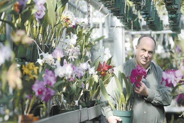 Orchids of many colors and varieties surround Walter Off, co-owner of Waldor Orchids in Linwood, N.J. Some customers drive hours to catch Waldor's Christmas sale, which will conclude next weekend. "I wouldn't miss it for the world," a woman from Lower Merion said.
