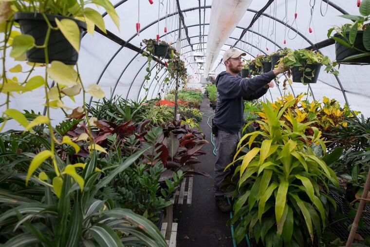 Nathan Roerich, Meadowbrook Farm Greenhouse Manager, tends to plants in a greenhouse at PHS Meadowbrook Farm, in Jenkintown, Thursday, February 22, 2018. The dracaena limelight plant is shown here, front right, and will used in the entrance garden of the Flower Show.