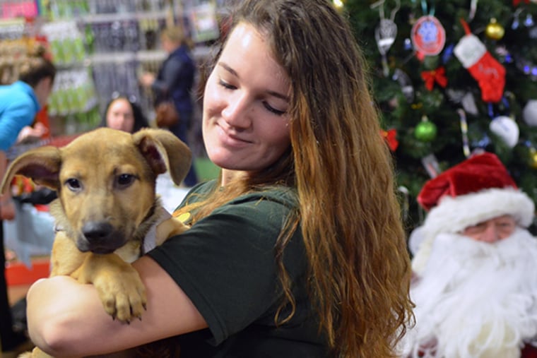 Pets Plus Natural employee Courtney Madara holds a dog for adoption as Santa Claus sits with pets at the store in Lansdale on Saturday, Dec. 6, 2014. (Photo by Mark C. Psoras)