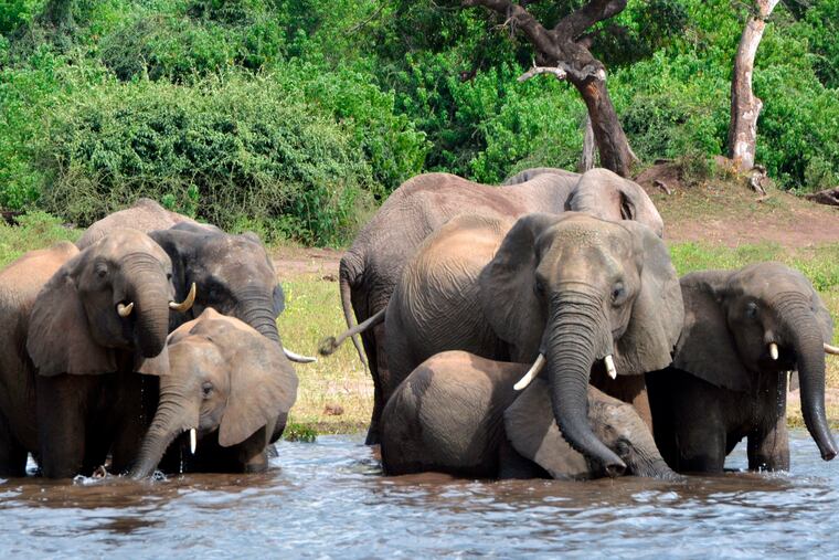 FILE - In this March 3, 2013 file photo elephants drink water in the Chobe National Park in Botswana. Botswana's government says it has lifted its ban on elephant hunting, a decision that is likely to bring protests from wildlife protection groups. (AP Photo/Charmaine Noronha, File)