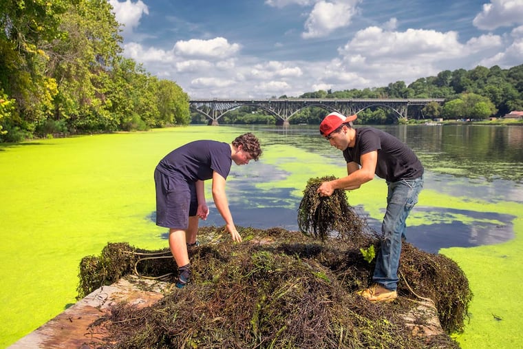 Piling mounds of milfoil pulled from the river are Adam Lutz (left) and Efrain Santiago. Short of government dredging, the battles are more low-tech.