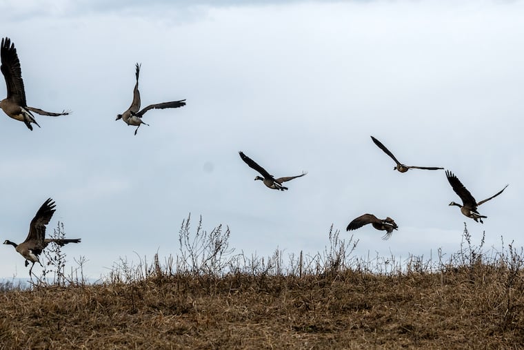 March 31, 2025: Looking a lot like their prehistoric dinosaur ancestors, Canada geese take off in flight near the pond at the Edelman Fossil Park & Museum of Rowan University.