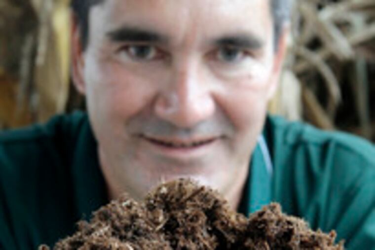 Manager David Ablaza holds cedar mulch, the best seller, at McNaughton's, Cherry Hill. He sells a dozen or more kinds.