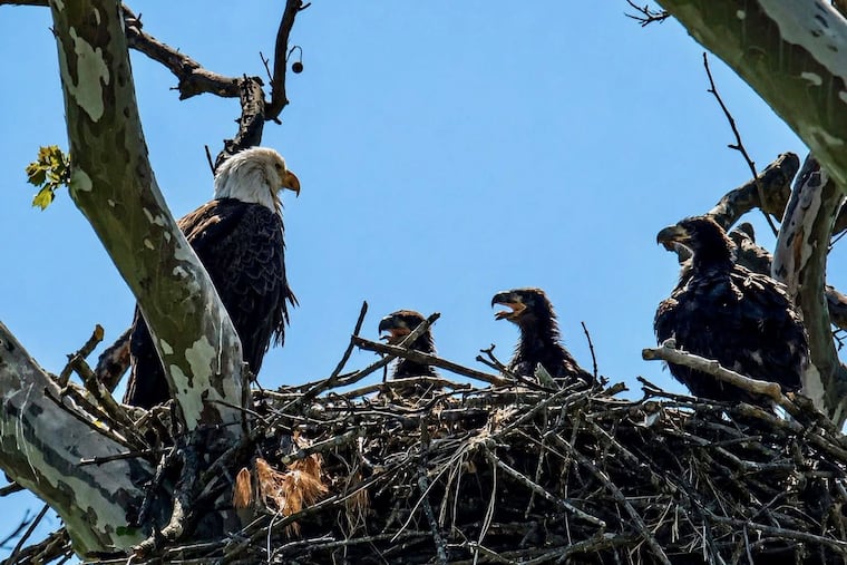 Three recently hatched bald eaglets are prompting Downingtown to change its Fourth of July fireworks display, to keep them safe.