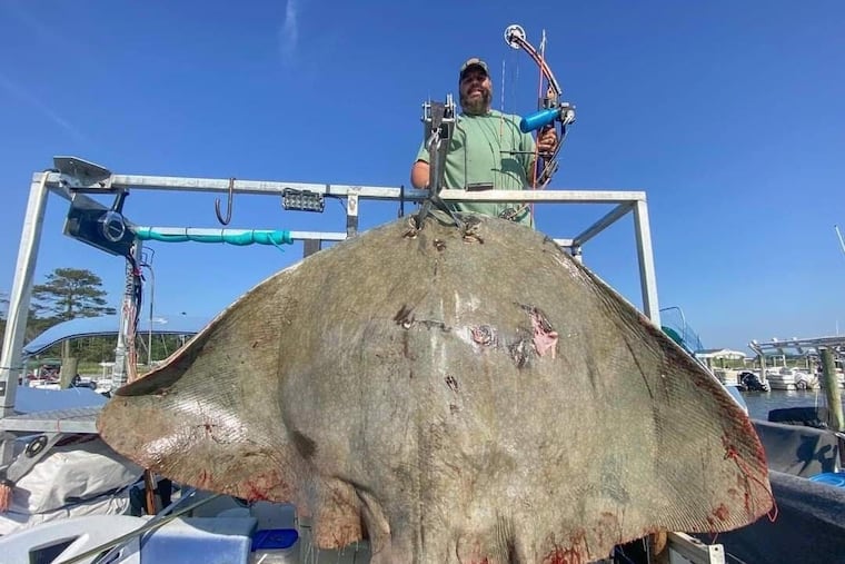 Jeremy Gipe, 40, of Camp Hill, Pa. with a potential world record stingray he shot with a bow and arrow in Delaware last month.