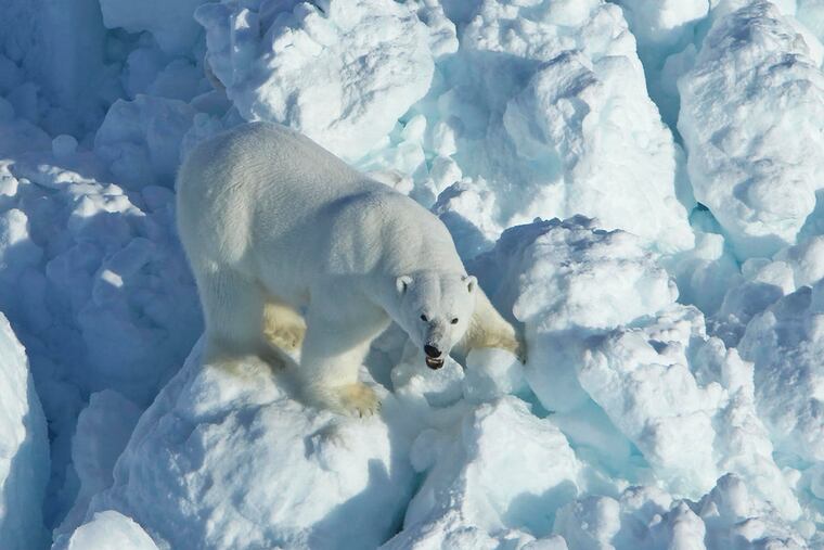 FILE - In this April 8, 2011, photo provided by the U.S. Geological Survey, a polar bear walks across rubble ice in the Alaska portion of the southern Beaufort Sea. Alaska scientists say the chances of a polar bear encounter have increased after research reveals the bears are arriving on shore earlier and staying on land longer, a report said. Scientists at the U.S. Geological Survey found changes in sea ice habitat have coincided with evidence that polar bears' use of land is increasing, the Anchorage Daily News reported Saturday, Aug. 10, 2019.