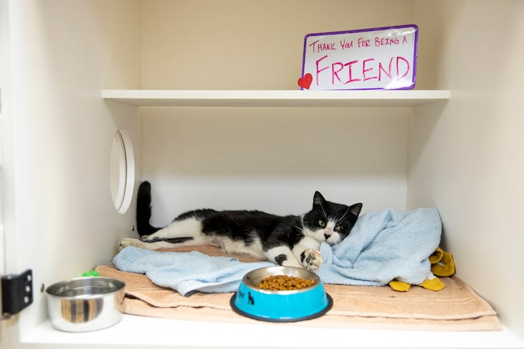 Sly, 3, a domestic Short Haired cat, poses with a sign reading, “Thank you for being a Friend,” to commemorate donations made in Betty White’s name at PAWS.