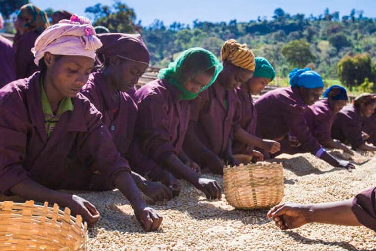 Women hand sorting at a washing station in Guji, Ethiopia. (Photo by Mark Corpus)