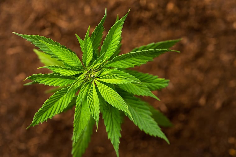 FILE photo shows a hemp plant. New regulations issued by Pennsylvania might hurt some early farmers but could help boost the nascent hemp industry.