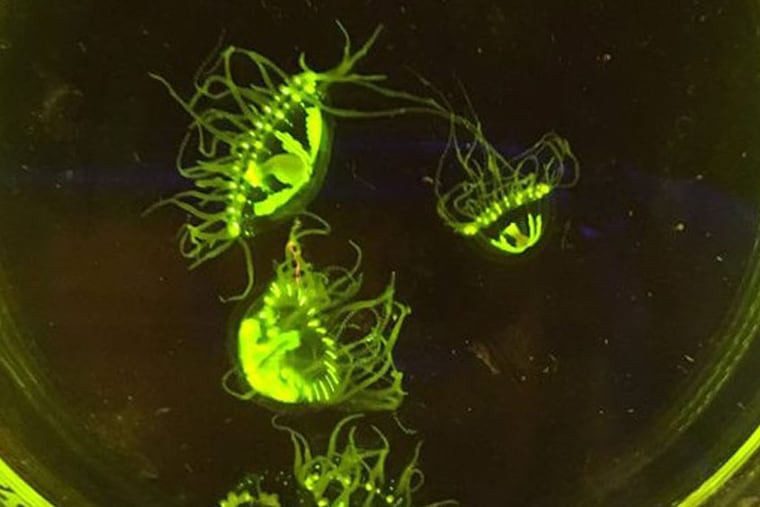 Clinging jellyfish found by biologists at Montclair State University.