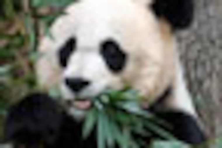 FILE - In this Dec. 19, 2011 file photo shows Mei Xiang, the female giant panda at the Smithsonian's National Zoo in Washington. The panda cub born to Mei Xiang on Sept. 16, 2012, after five consecutive pseudo pregnancies over the years, died Sept. 23, 2012. (AP Photo/Susan Walsh/File)