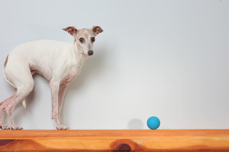 Stock photo of an Italian Greyhound.