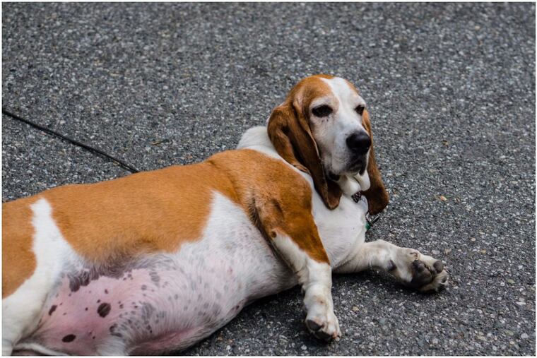 Dogs suffer from obesity, too.