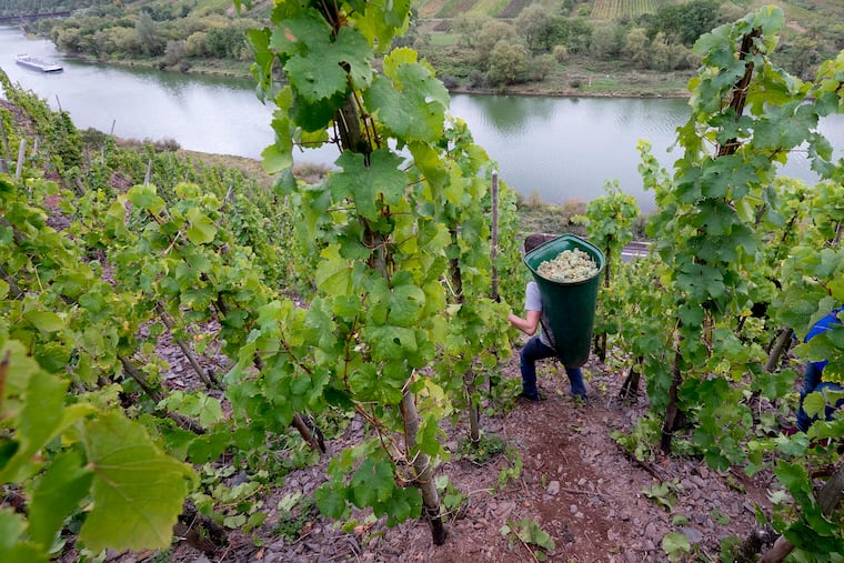 A harvest helper carries a 40 kg heavy pannier with grapes through a vineyard Mosel region of Germany, which is known for its steep terrain.