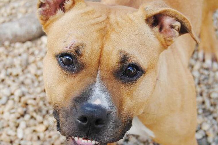 The Daily News Pet of the Week is Munchie, a 1-to-2-year-old pitbull mix at the Philadelphia Animal Welfare Society.