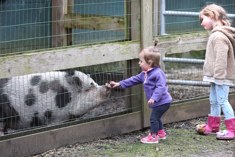 Last day of Paws Discovery Farm in Mt. Laurel NJ on 02-26-2020ÑSavannah Pennington, 1 is touching a large pig next her sister Scarlett Pennington, They are with her mom, Giovanna Pennington form Deptford, NJ.