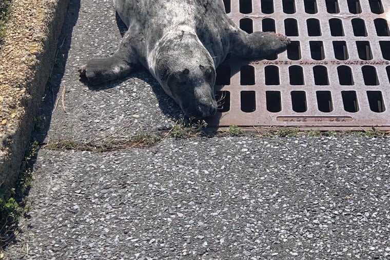 Officers in Brigantine were called to help a seal in distress on the town's beach. They finally found the mammal crawling around a nearby neighborhood.