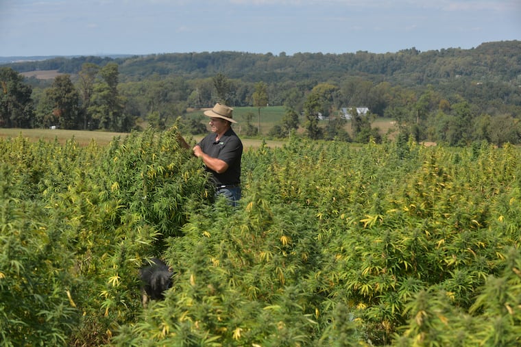 Steve Groff is getting ready to harvest his first crop of hemp plants at his farm in Holtwood, Pa.