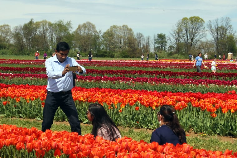 Visitors get their photos taken at the Tulip festival at Holland Ridge Farms, Cream Ridge, NJ, April 23, 2019.