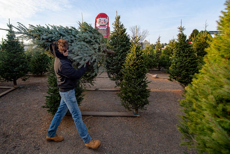 Linvilla Orchards will have a selection of pre-cut trees for those who don't want to cut their own.