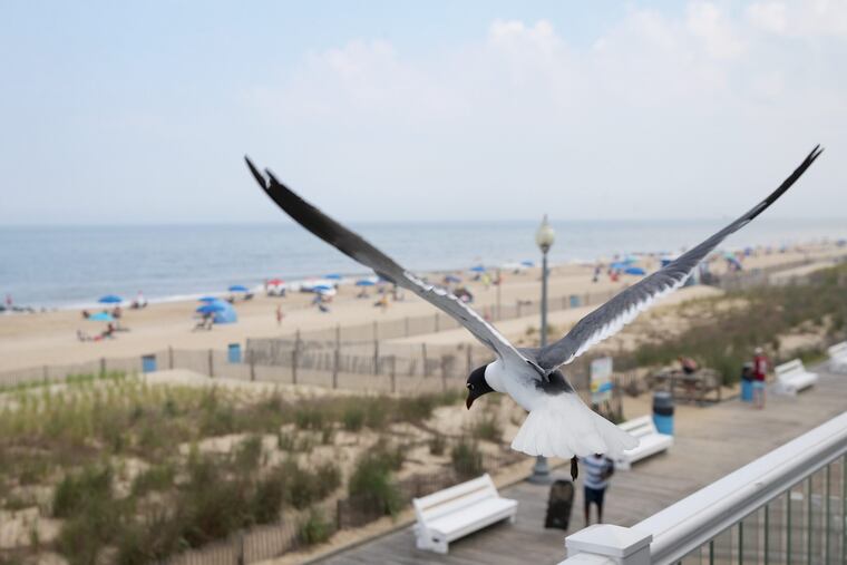 What is the best look for your Shore house? Designer Shawn Evans has some ideas.