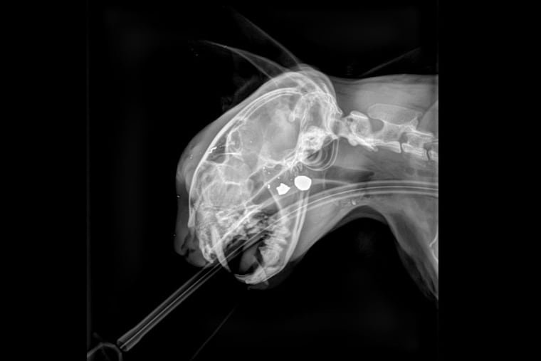 Buttons, a cat, got an X-ray at EPIC Veterinary Urgent Care in Cherry Hill on Friday, Oct. 23, 2026. Buttons was shot in the eye and need an enucleation, a surgery to remove the eye.