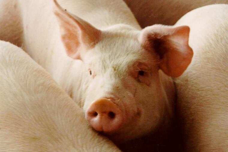 How did politicians in the nation's most urban state find themselves fighting over pigsties?