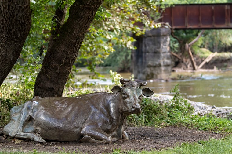 A statue of a cow is shown at The Brandywine River Museum of Art, a day after suffering a catastrophic flooding in Chadds Ford, Pa. Friday, September 3, 2021.
