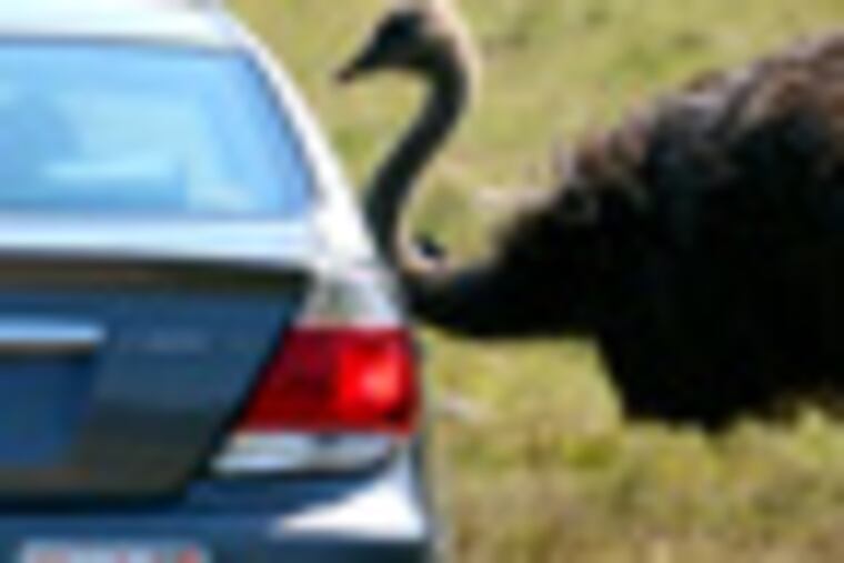 A vehicle stands next to rhea at Six Flags Great Adventure's Wild Safari, Thursday, Aug. 30, 2012, in Jackson, N.J. Six Flags is combining its animal safari with its amusement park into a single attraction, the company said Thursday. The drive-thru safari is ending Sept. 30. Next year, guests will be driven through a revamped safari area on park-provided open-air vehicles. (AP Photo/Julio Cortez)