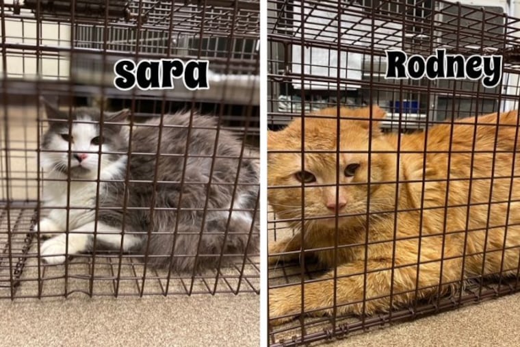 Sara and Rodney are two feral cats who were neutered or spayed as part of the "Neuter Your Ex" campaign from Homeward Bound Pet Adoption Center in Blackwood. For a $50 donation, the pet shelter will neuter or spay a cat named after an ex or someone else of your choosing as part of its trap-neuter-return program.