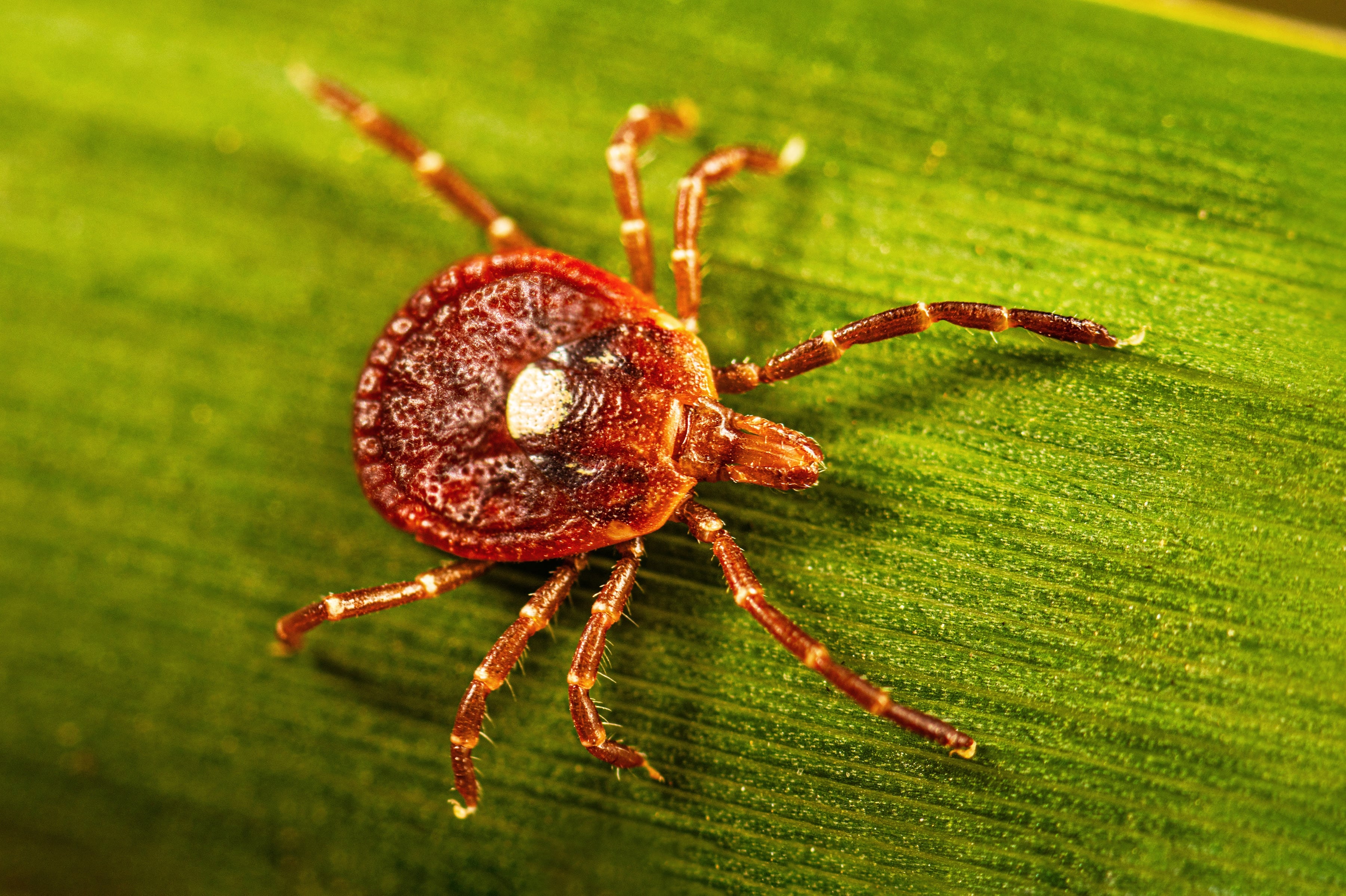 Tick Bites Trigger Meat Allergy That's Rising in U.S.—What Patients Need to Know About Alpha-Gal Syndrome