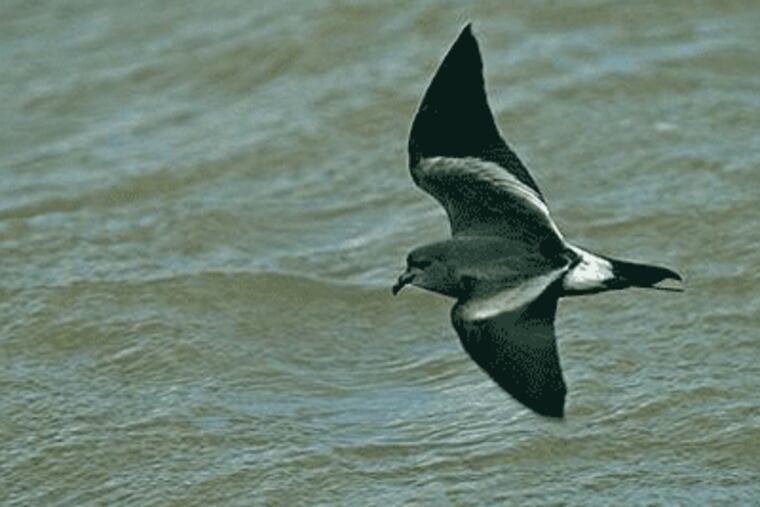 Foreign birds were brought -- against their will -- to Philadelphia with Superstorm Sandy. (Steve Young/VIREO-ANSP)