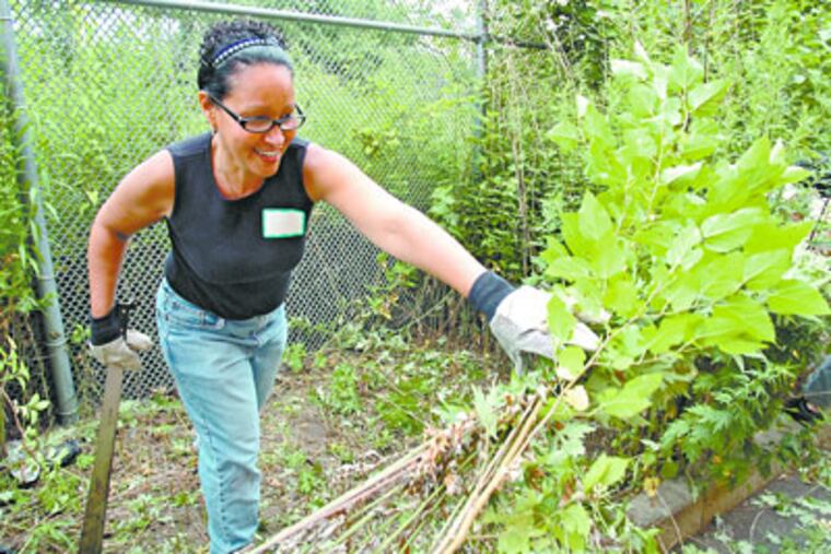 Lucita Rivera, a nutrition educator with the Health Promotion Council's Eat Right Now program, helps clear a stretch of weeds behind the Luis Munoz-Marin ES. Ms. Rivera learned how to wield a machete while growing up on a farm in Puerto Rico cutting sugar cane. ( Clem Murray / Staff Photographer )