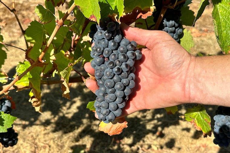 Pinot noir grapes in Oregon.