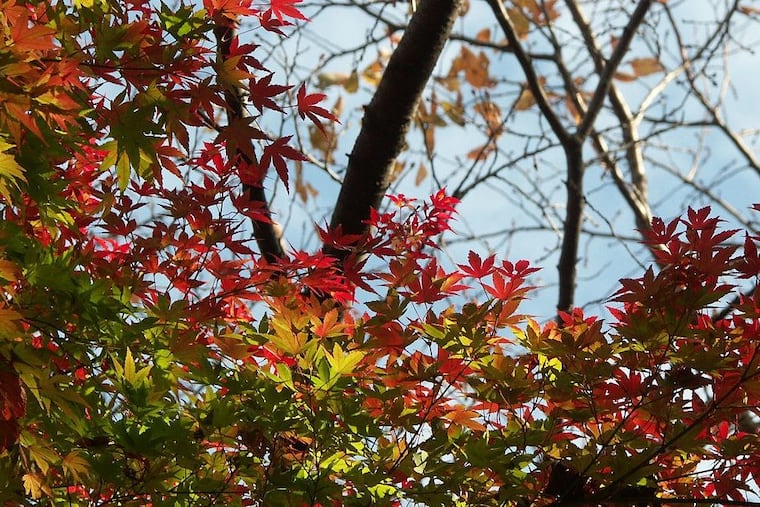 Japanese maples are famous for their prolific seed-dropping ability.
