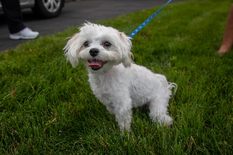 Patricia Smith, 51, of Garfield, N.J., and her husband Scott Smith, 53, of West Paterson, N.J., bought Chase, a 15 month old Maltese puppy from Middletown, N.J., at Breeders Club of America last year without knowing they had leased Chase and could lose him. The two wanted another dog after they had lost there previous dog Spencer, a 15-year-old Bichon, who died from a brain tumor. "Compared to my other dog, way more loveable," Patricia said. Chase is cuddle friendly puppy and quite the barker, but loved by his parents.