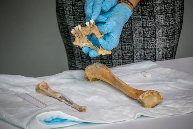 Anna Delaney, a forensic anthropologist with the New Jersey State Police, shows the partial remains of Henry Goodsell, a 19th century ship captain whose bones began washing up on state beaches in 1995.