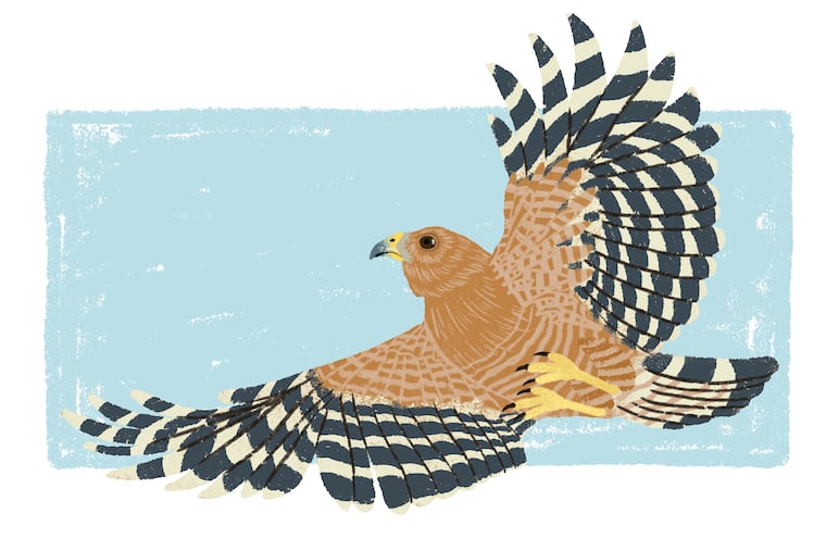 Red-Shouldered Hawk