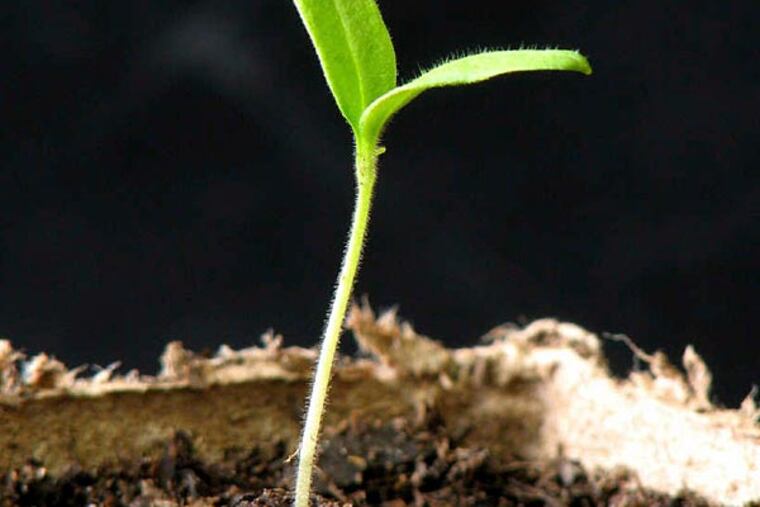 If you plant them now, warm-weather vegetables and flowers will still have time to mature. (iStock)