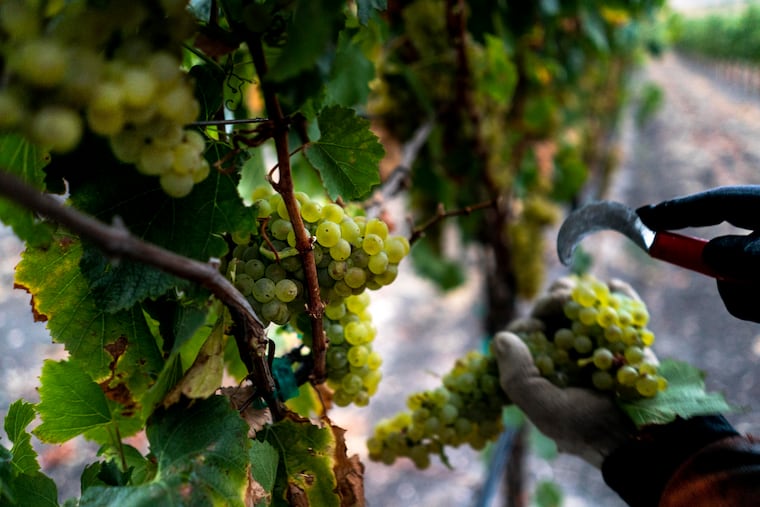 A farmworker picks grapes off the vine at a vineyard in California.
