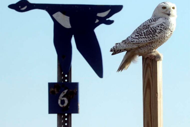 A snowy owl, native to arctic climes, investigates an area off Wildlife Drive in the Edwin B. Forsythe Wildlife Refuge in Galloway Township, N.J. They ordinarily do not migrate this far south.