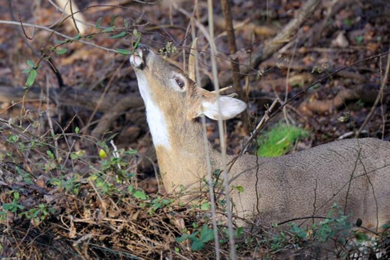 Valley Forge National Park is proceeding with a deer-culling program. (Sharon Gekoski-Kimmel / Staff Photographer)