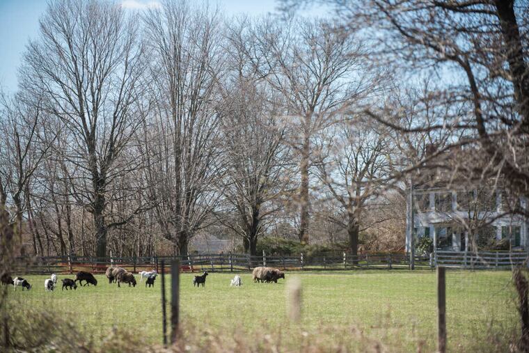 Livestock flock on the farmland at the Hogan Farm, the proposed site of a $1 billion Virtua Health campus in Westampton, NJ.