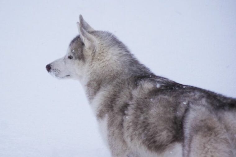 Loki is a 2-year-old Siberian husky.